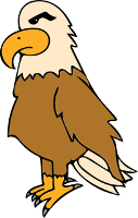 american bald eagle