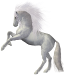 white horse on hind legs