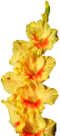 yellow gladiolus flower